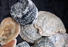 You won’t have to shell out too much for a piece of Jurassic Coast treasure!