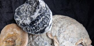 You won’t have to shell out too much for a piece of Jurassic Coast treasure!