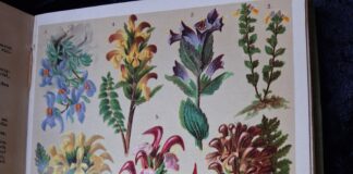 Alpine Flowers – 1927